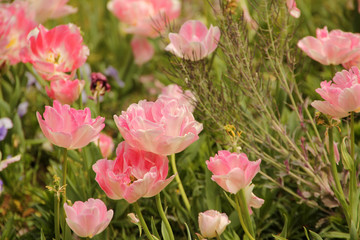 Flores de primavera en un jardín