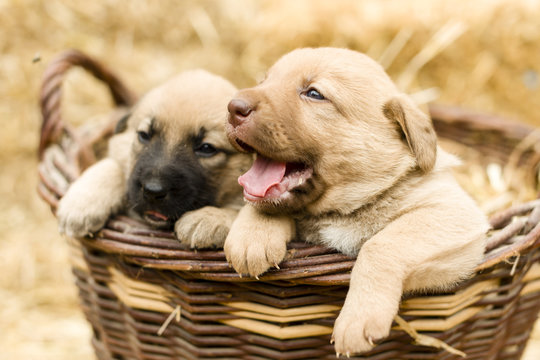 Cute labrador puppys