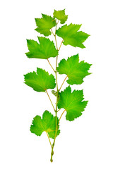 fresh grape leaves
