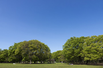 東京　代々木公園　新緑　青空　春　4月　広場　芝生　人々