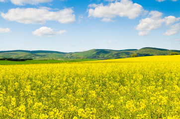 Obraz premium Yellow oilseed rape field under the blue sky with sun