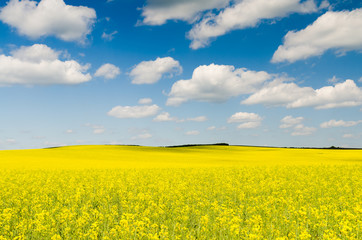 Yellow oilseed rape field under the blue sky with sun