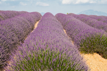 Fototapeta na wymiar Provence, blossoming purple lavender field at Valensole France