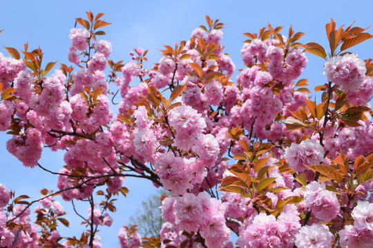 八重桜／満開に咲いた八重桜を撮影した、春イメージの写真です。