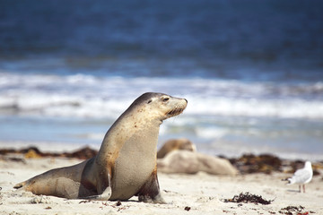 Fototapeta premium Australischer Seelöwe (Neophoca cinerea)