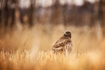 common buzzard in grass