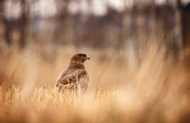 common buzzard in grass