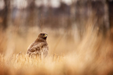 common buzzard in grass