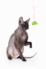 Black cat on a white background. Isolate.