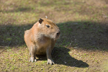 portrait Capybara in nature