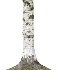 birch tree trunk