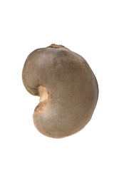 Brazilian Caju seed or Cashew seed