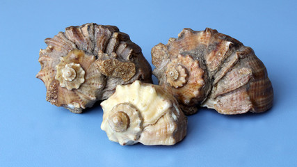 три ракушки на голубом фоне