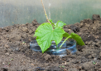 Greenhouse young cucumbers plant
