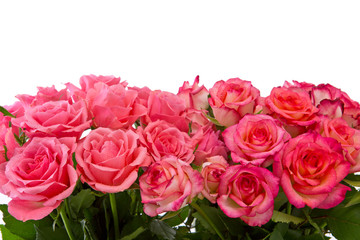 Pink roses isolated on white.