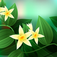 Vanilla orchid, Vanila planifolia, with green leaves and aerial roots. Vector