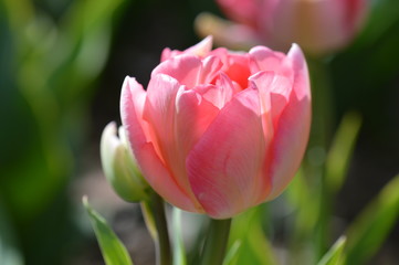 tulipe