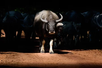 Foto op Canvas One buffalo standing out from the herd walking to the field in the morning © PK4289