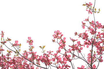 Naklejka premium ハナミズキ 白色背景