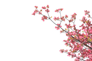 ハナミズキ　白色背景

