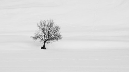 Fototapeta na wymiar Solitary tree in winter landscape