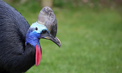Close-up view of a female Southern cassowary (Casuarius casuarius) with copy space