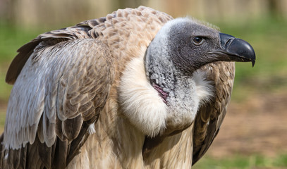 Close-up view of a White-backed vulture (Gyps africanus) © Henner Damke