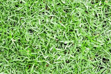Green grass texture