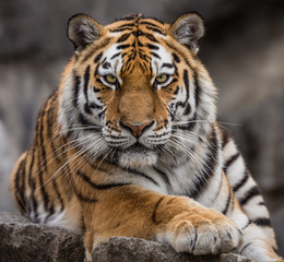 Frontal close up view of a Siberian tiger (Panthera tigris altaica) - obrazy, fototapety, plakaty