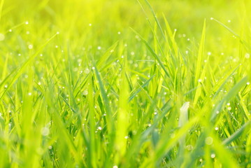 defocused green field grass nature bokeh spring or summer background