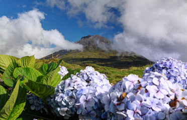 Volcano Mount Pico at Pico island, Azores with hydrangeas in foreground