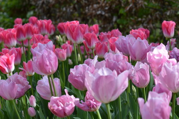 Fototapeta premium tulipe