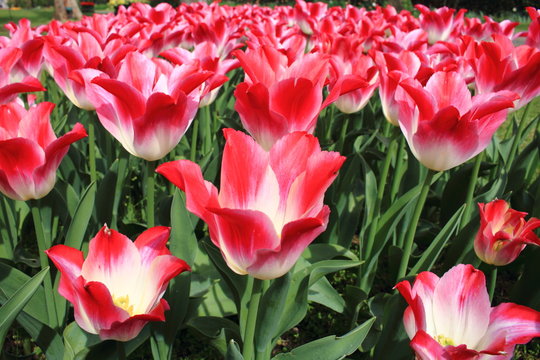 tulipani in fioritura