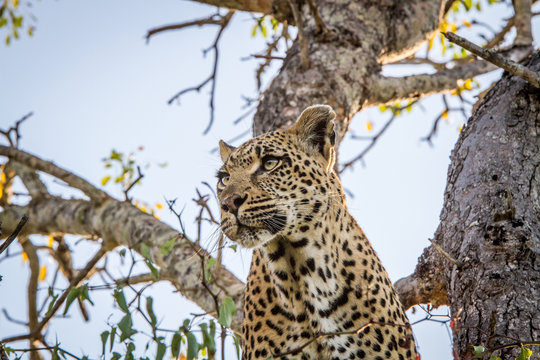 Leopard in a tree in the Sabi Sands, South Africa.