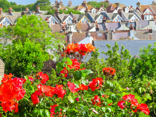 Blossoming roses on a blurred background of rural houses