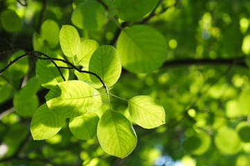 Fototapeta na wymiar bransh of alder tree in sunshine