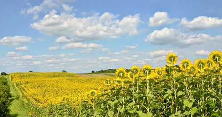 Sunflower field