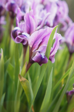 Purple irises flowers in green grass 