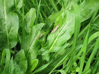 Locusts on sorrel leaf