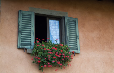 Fototapeta na wymiar Flowers in the Window