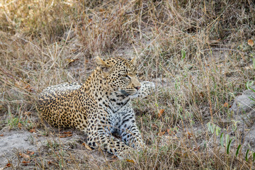 Fototapeta na wymiar Leopard laying in the grass in the Sabi Sands.