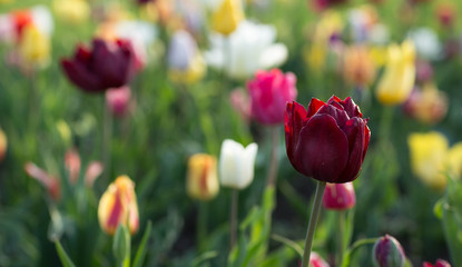 Beautiful bouquet of tulips