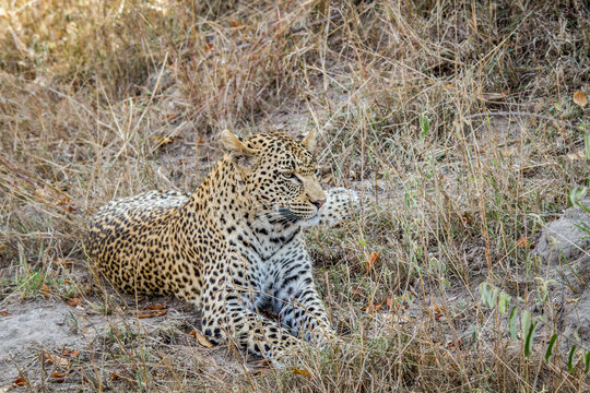 Leopard laying in the grass in the Sabi Sands.