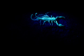 Scorpion in an UV light.