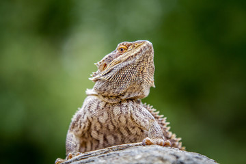 Bearded dragon on a rock.