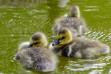 Schwimmende Küken der Kanadagans