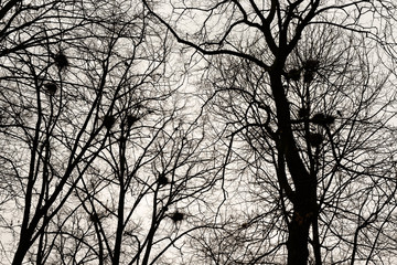 Nests of rooks on trees