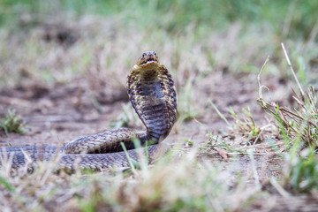 Snouted cobra on the ground.
