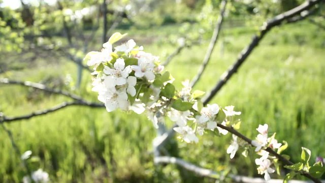 Flowering apple trees in the spring