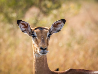 Starring female Impala in the Kruger National Park.